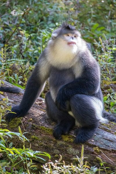 Asia-China-Tacheng-Yunnan Black Snub-Nosed Monkey